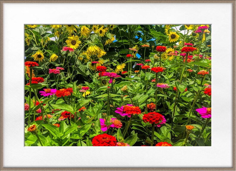 Flower Photo Art Cards Handmade, Zinnia Sunflower Garden Photography Cards,, 5x7 Floral Print, Nature Blank Greeting Cards with Envelopes image 9