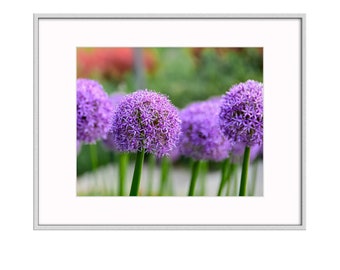 Allium Purple Flower Wall Art, Impresiones de fotografías de bellas artes de la naturaleza, Impresión de arte de pared de cocina botánica, Estampado floral, Arte de pared mate