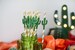 Cactus Straws, The Original Gold Cactus Straws, Fiesta Straws, Cactus Party Straws, Cinco De Mayo Straws, Fiesta Graduation, Final Fiesta, 