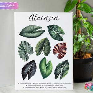 Alocasia Varieties Printable | Digital Plant Identification Chart