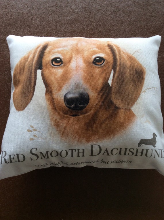 red smooth dachshund