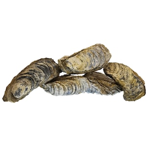 Giant Oyster Shell - Fossil
