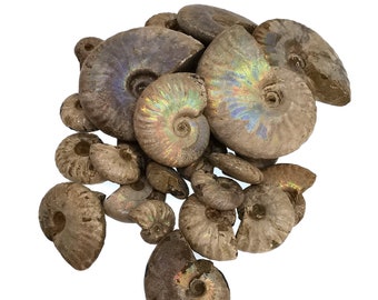 Iridescent Ammonites - Fossil