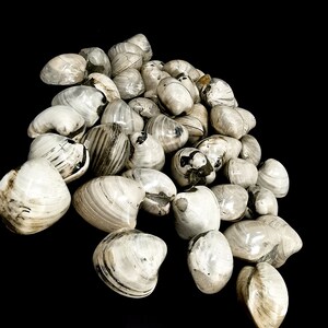May include: A collection of white clam shells, marked with grey and black patterns, against a black backdrop. The shells have a smooth, shiny surface and are of various sizes and forms, giving a natural, organic appearance.