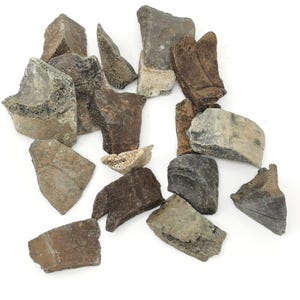 Puede incluir: Una colección de fragmentos de huesos fosilizados en varios tonos de marrón, gris y blanco. Los fragmentos tienen una forma irregular y una superficie rugosa y texturizada.