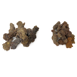 Koprolit - Fossil dynga - Fossilprov