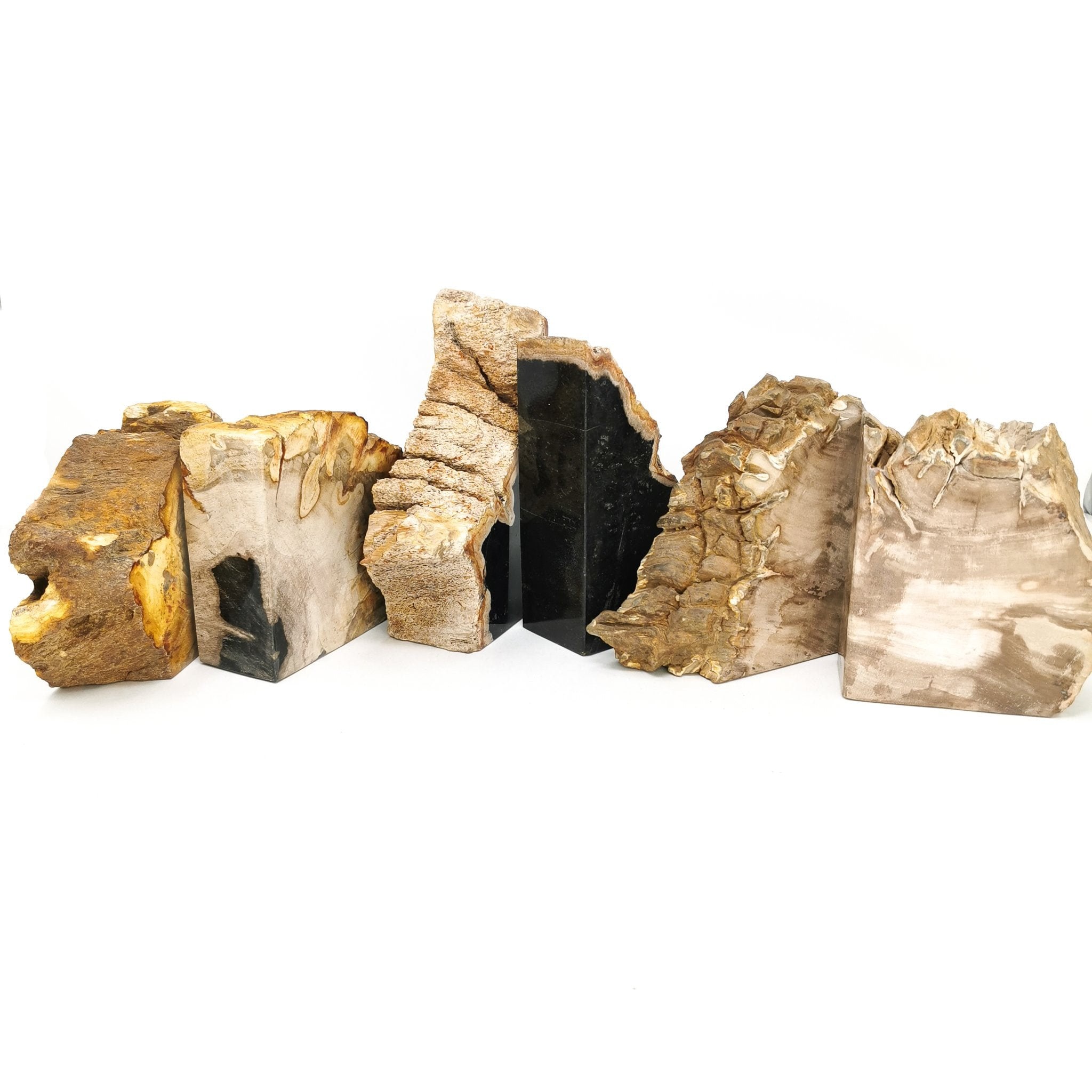 Versteinertes Holz Fossile Buchstützen