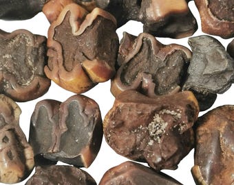 Manatee Tooth - Fossil