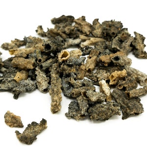 Puede incluir: Un montón de pequeños trozos de coral seco de forma irregular, de color negro y marrón. El coral es poroso y tiene una textura rugosa.