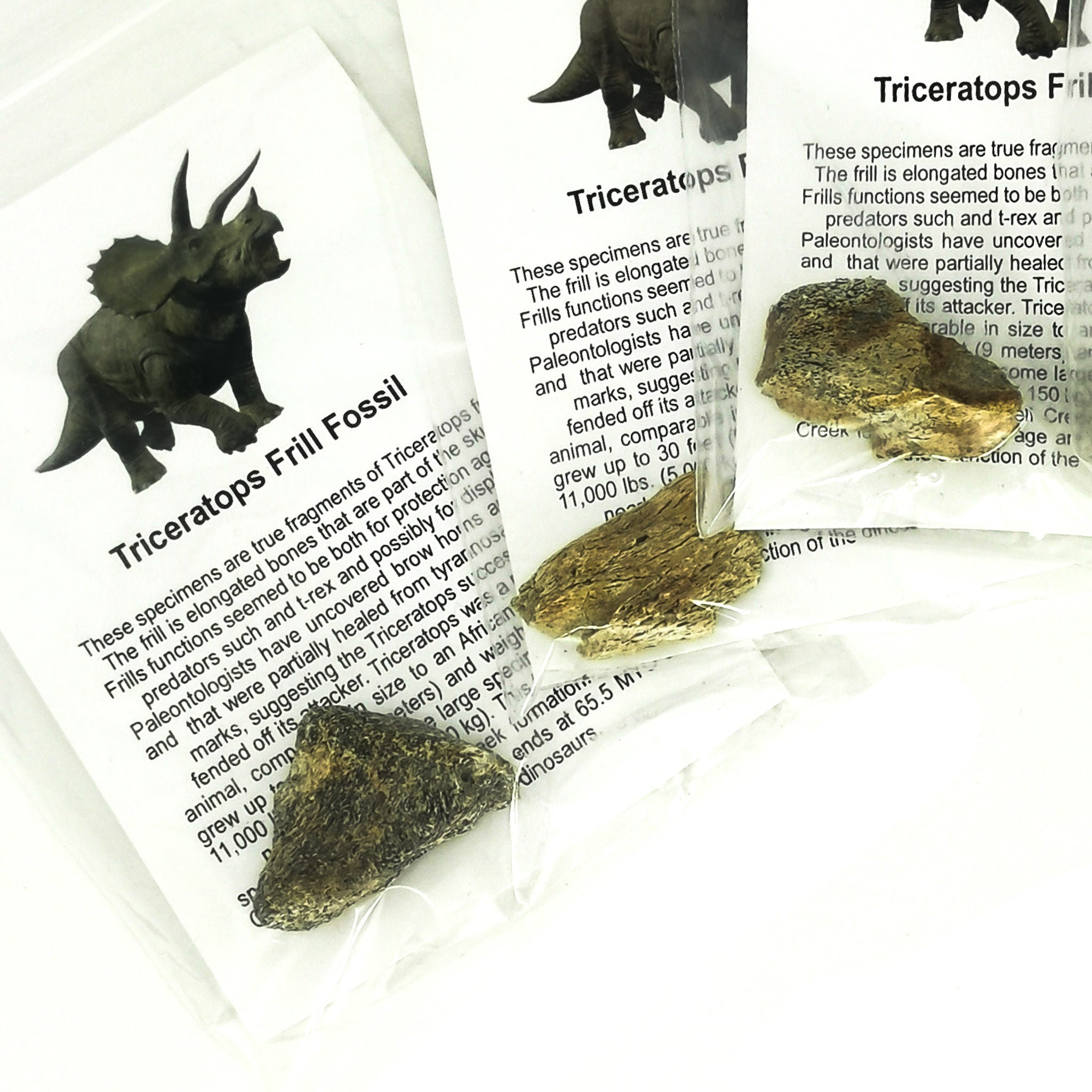 トリケラトプスのフリル - 化石 - Etsy 日本