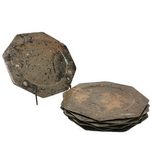 Ammonite e Orthoceras - Piatto ottagonale - Fossile