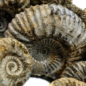 Mantelliceras Ammonite - Fossil