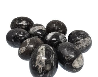 Orthoceras Egg - Fossil