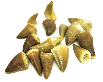 Mosasaur Tooth - Fossil - Small