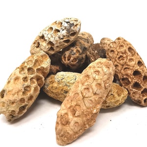 May include: A collection of fossilised sea urchins in various shapes and sizes. The fossils are a light brown colour and have a rough, textured surface.