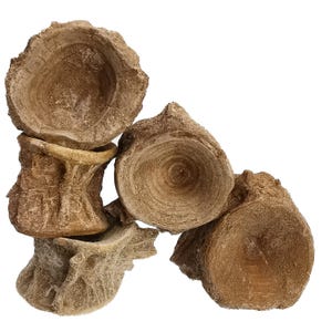 May include: A collection of fossilised vertebrae, displaying a light brown hue and detailed textures. The cross-sections reveal concentric growth rings, highlighting the natural patterns of the ancient bones. The pieces are stacked, creating a visually interesting arrangement.