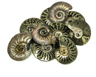 Ammonite pyritisée - Fossile