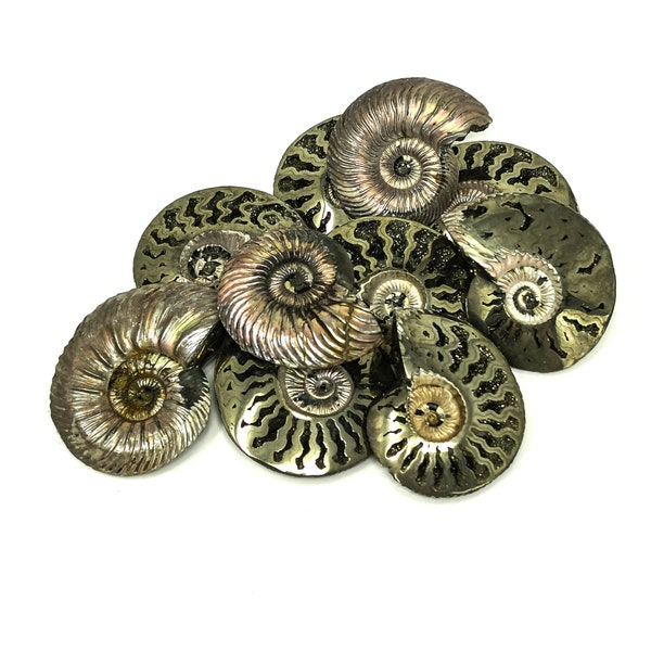 Pyritized Ammonite - Fossil