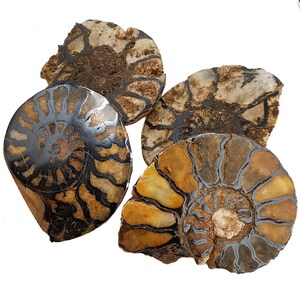 Op de afbeelding: Vier gefossiliseerde ammonietschelpen met spiraalpatronen en verschillende kleuren, waaronder zwart, bruin en beige. De schelpen worden gepresenteerd tegen een witte achtergrond, die hun ingewikkelde details en natuurlijke texturen benadrukt. Deze oude mariene fossielen getuigen van het prehistorische leven.