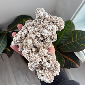 Desert Rose Gypsum Clusters | Selenite Desert Rose | Desert Rose Crystal | Desert Rose Cluster | Raw Crystal| Selenite Style 1