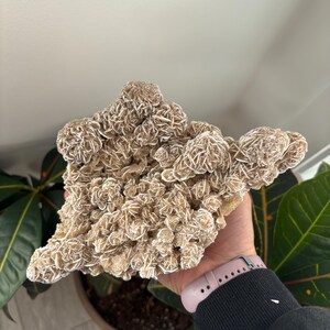 Desert Rose Gypsum Clusters | Selenite Desert Rose | Desert Rose Crystal | Desert Rose Cluster | Raw Crystal| Selenite Style 2