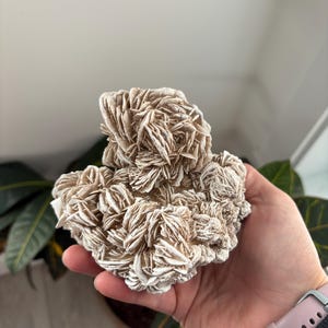 Desert Rose Gypsum Clusters | Selenite Desert Rose | Desert Rose Crystal | Desert Rose Cluster | Raw Crystal| Selenite Style 5