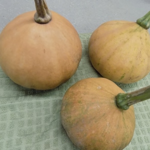 Heirloom Seeds: Seminole Indian Squash Seeds - 10