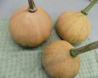 Heirloom Seeds: Seminole Indian Squash Seeds - 20