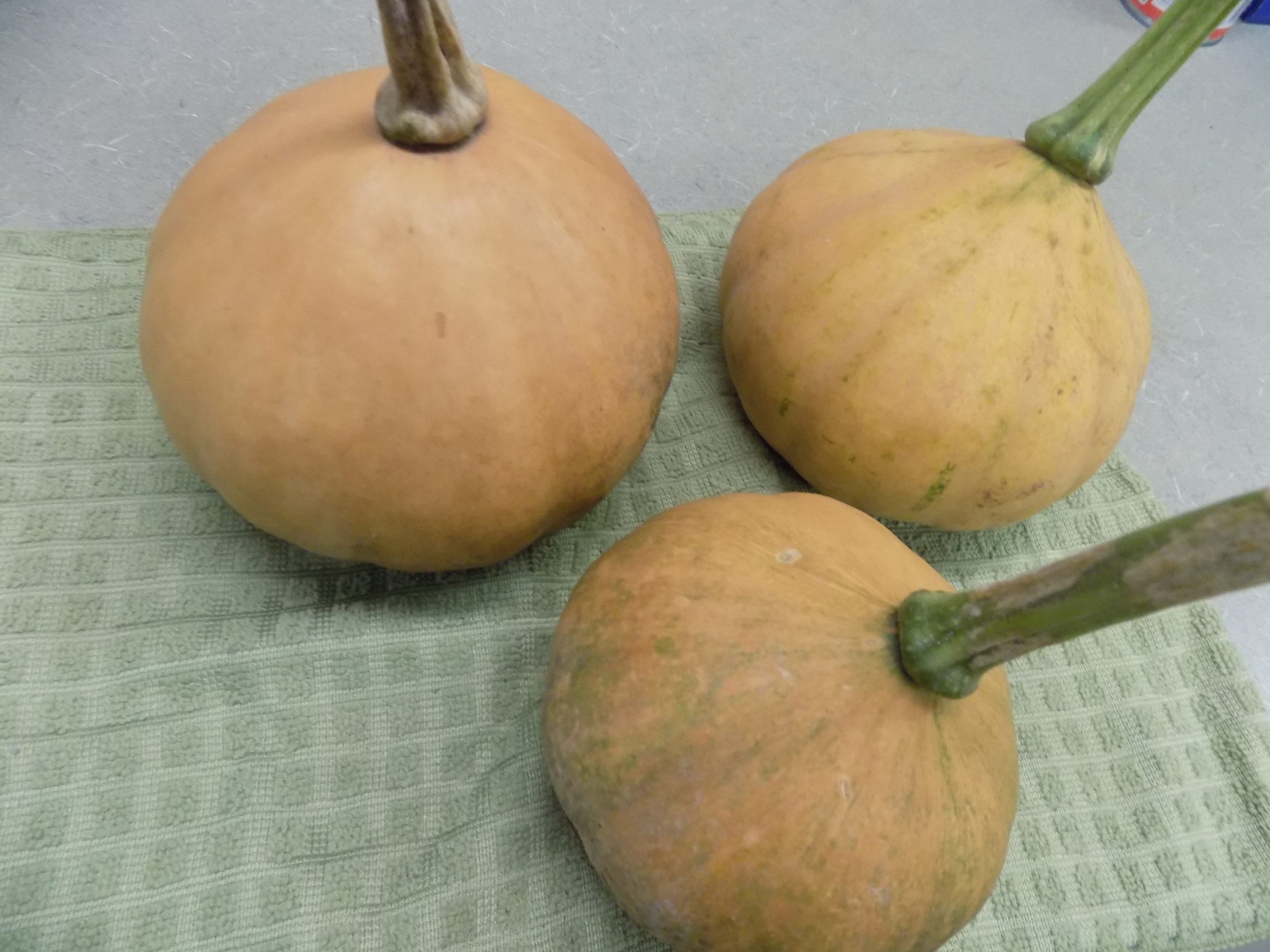 Reliquia Seminole Indian Squash Seeds 10 Etsy