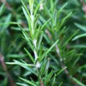 Rosemary Cuttings for Planting –  Fresh Rosemary Sprigs Cut the Day Shipped - Quantity of Six 8&quot; or Longer Fresh Rosemary Cuttings.