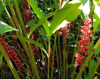 2x Rhizomes of Renealmia alpinia ginger. Easy to grow ginger, prefers shade, Interesting exotic flower with edible leaves. Harvested Fresh!