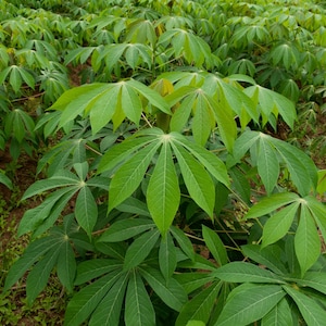 5x Cuttings Sweet Yuca, Cassava, Manihot, Esculenta, Tree Plant Root Clipping, Ships Free
