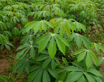 5x Cuttings Sweet Yuca, Cassava, Manihot, Esculenta, Tree Plant Root Clipping, Ships Free