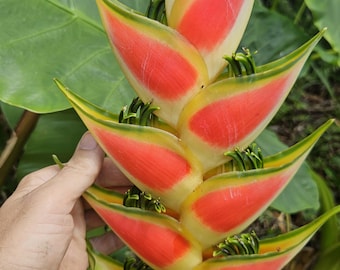 1 Heliconia King Darien large rhizome, exotic tropical flower, attracts the pollinators with its colorful blooms. Free Shipping included!
