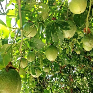 20x Fresh passion fruit seeds, Passiflora edulis. Vining Plant,  Abundant producer of fruit, super sweet and great for juice. Ships Free!