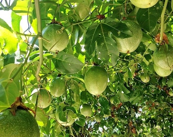 20x Fresh passion fruit seeds, Passiflora edulis. Vining Plant,  Abundant producer of fruit, super sweet and great for juice. Ships Free!