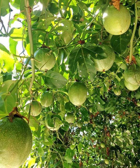 20x Fresh Passion Fruit Seeds Passiflora Edulis. Vining Etsy