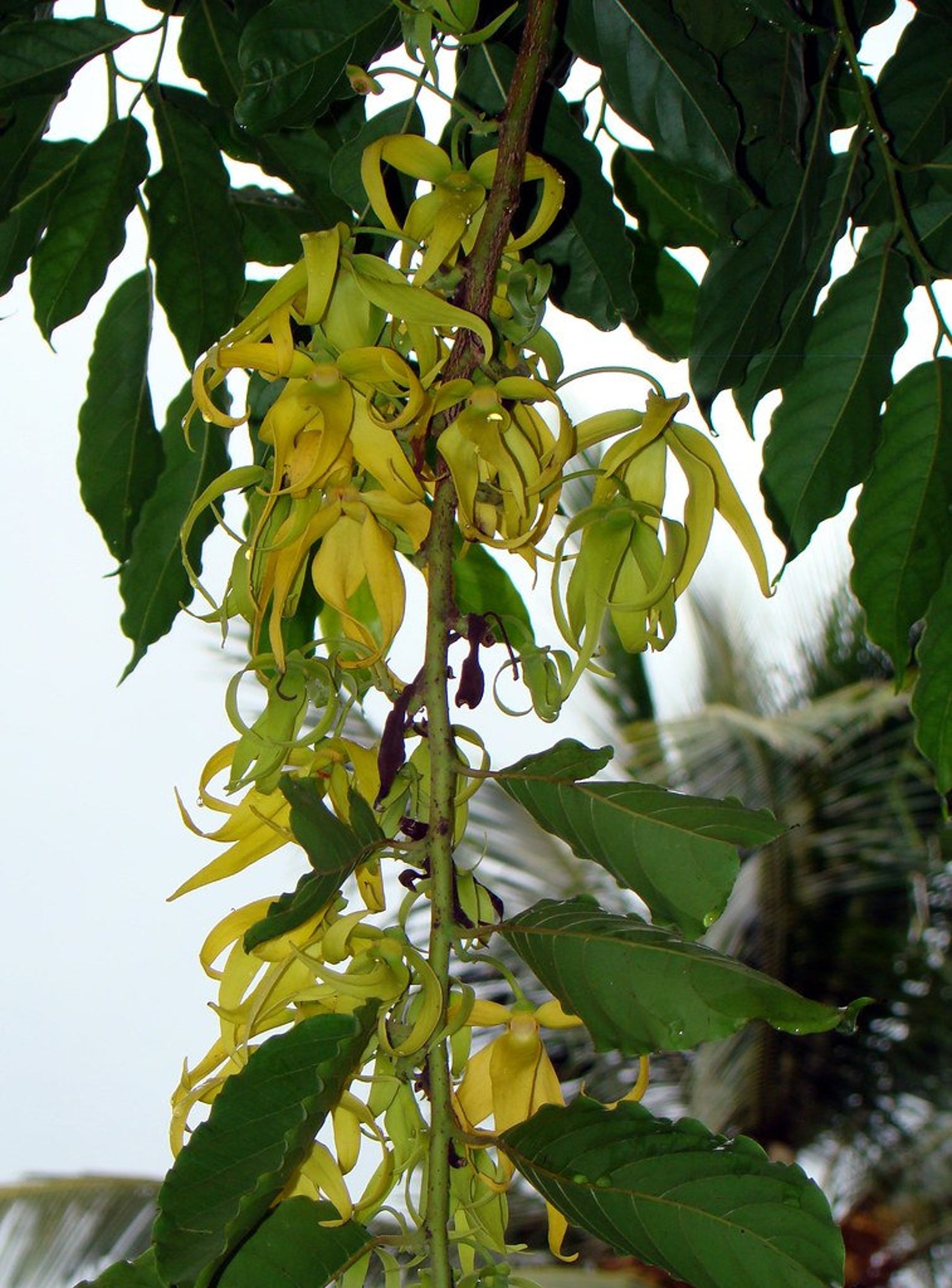 10 Ylang Ylang Tree Seeds Cananga Odorata the Most Fragrant Etsy
