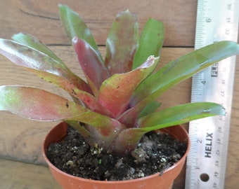 1x Neoregelia Fireball Bromeliad in 4 inch container. Easy to grow exotic tropical plant. Makes a great house plant. Free shipping included!