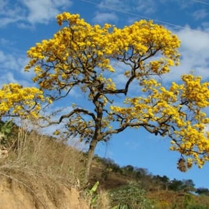 20x Golden trumpet Tree Seeds, Handroanthus chrysanthus, Guayacan amarillo, Beautiful Yellow flowers, Freshly Harvested & Easy to Grow.. image 1