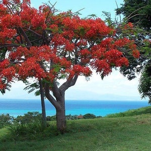 May include: A vibrant red flowering tree with a blue ocean in the background. The tree is in full bloom with bright red flowers covering its branches. The ocean is a deep blue colour and the sky is a light blue.
