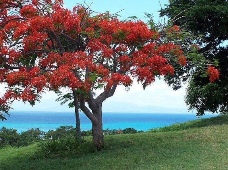 May include: A vibrant red flowering tree with a blue ocean in the background. The tree is in full bloom with bright red flowers covering its branches. The ocean is a deep blue colour and the sky is a light blue.