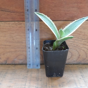 1x agave plant. green and white. 3inch pot. easy to care for plant. Has many uses or is a great ornamental. Ships Free