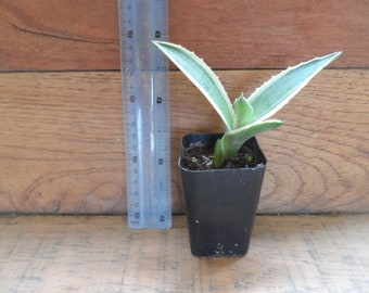 1x agave plant. green and white. 3inch pot. easy to care for plant. Has many uses or is a great ornamental. Ships Free