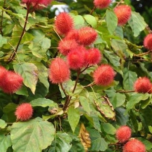 20x Fresh Annatto Lipstick Seeds, Bixa orellana, Grows into a beautiful Tree. Edible seeds can be used in food coloring. Free shipping!