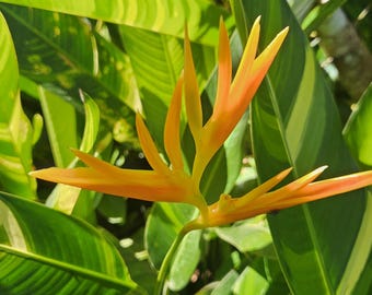 2 x Heliconia psittacorum x marginata Variegated Nickeriensis rhizomes with stock. Bright blooms, tropical easy to grow and brings in color!