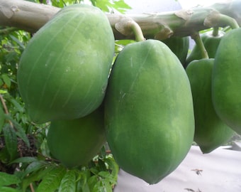 20 Papaya seeds, typical variety of Puerto Rico, Grown on my farm, Sweet and juicy, easy to grow tropical tree. Free shipping included!