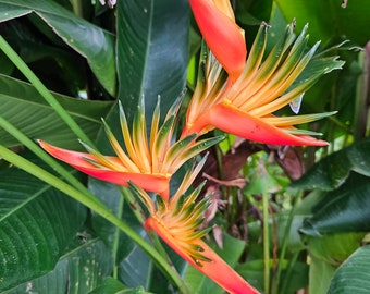 2x orange heliconia rhizomes Psittacorum x spathocicinata Guyana. Tropical exotic fast growing, sun loving, lots of blooms. Free shipping!