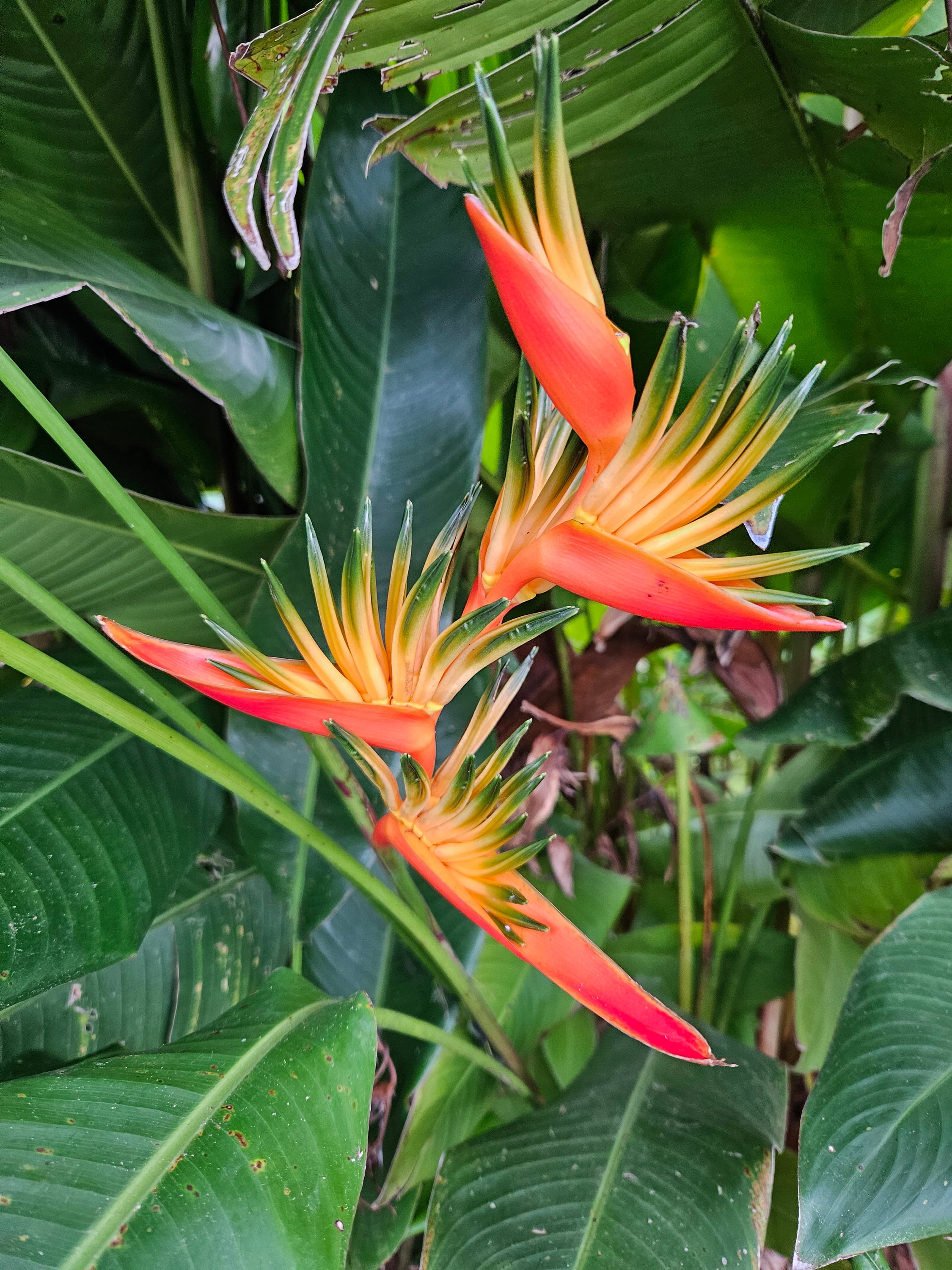 2x Orange Heliconia Rhizomes Psittacorum X Spathocicinata Guyana