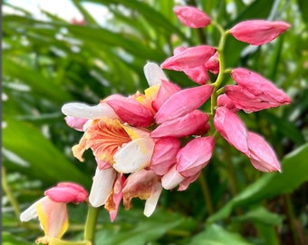 2 pink perfection shell ginger rhizomes, Alpinia hainanensis, Harvested fresh for every order. Beautiful & exotic blooms w/ fragrant flower